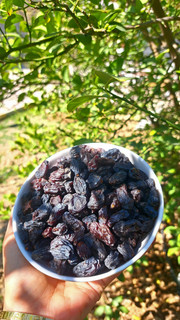 مویز درشت درجه یک هسته دار